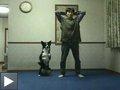 Vidéo: Le manchot péteur + le chien qui fait de la gym