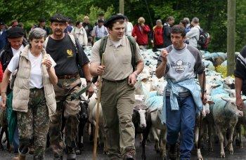 Chaque annיe, de plus en plus de touristes accompagnent les bergers et leurs troupeaux vers les estives - Soliblog