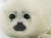 gouverneur Canada mange cur phoque