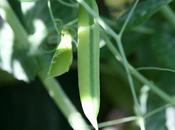 Petits pois (variations les)
