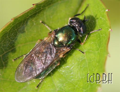 Microchrysa polita