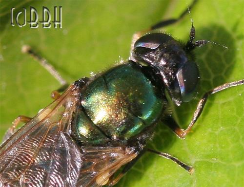 Microchrysa polita