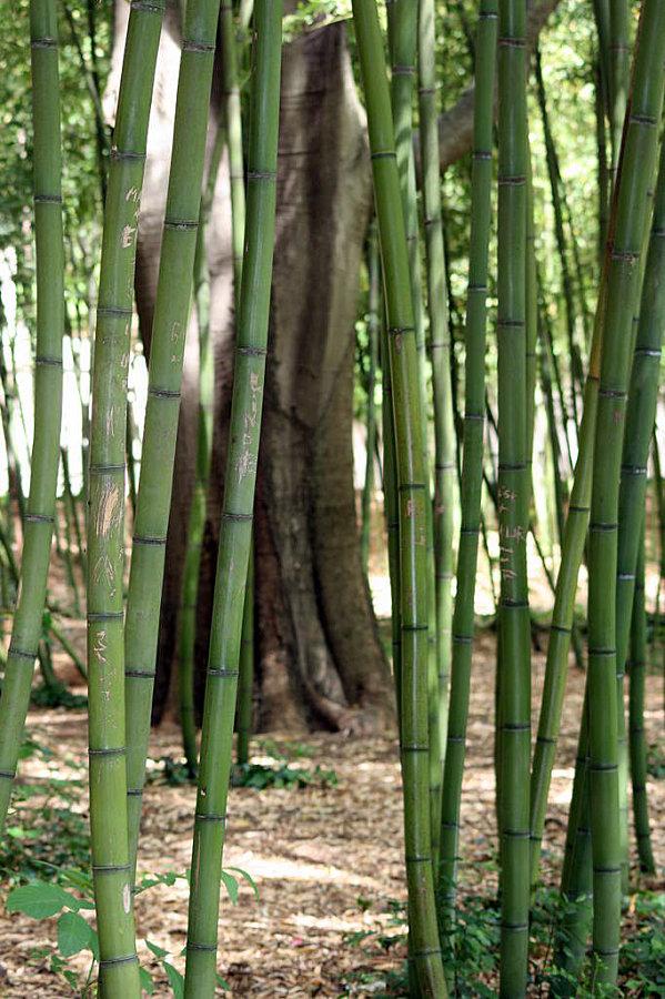 Bambouseraie d'Anduze