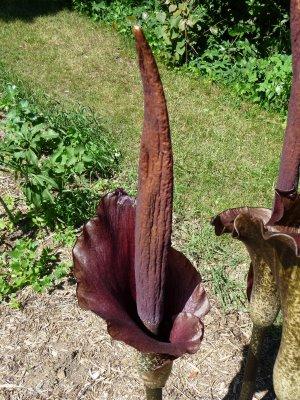 Amorphophallus en fleur au Jardin des Plantes
