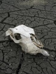 crâne animal sécheresse