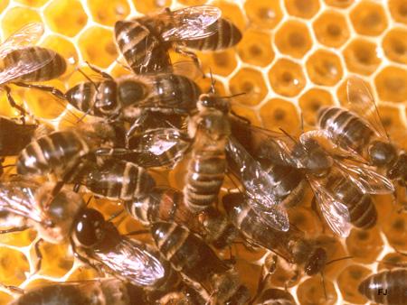 Pourquoi les abeilles fabriquent-elles du miel ?