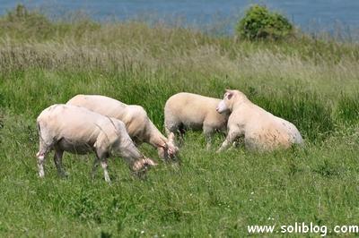 Soliblog - Clic clic clic