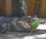 vidéo alligator pastèque