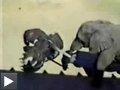 Vidoes: éléphant tord d'une autruche alligator pulvérise pastèque