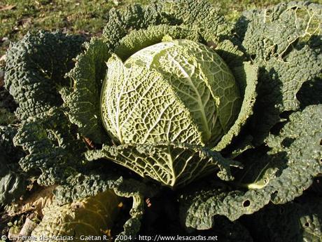 Un wikend simple comme chou Un wikend simple comme chou