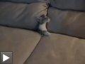 Video: le Chat se cache dans le canapé + s'il vous plait, mon paté