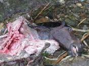 chevaux Roumanie désespérément besoin vous