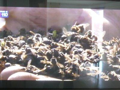 Des abeilles par poignées