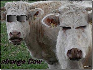 Participer à l’Ile de la tentation est un job…