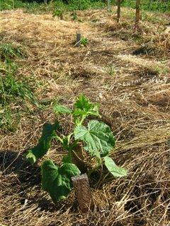 En un week-end, on bascule dans l'été