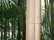 bambou, autrement