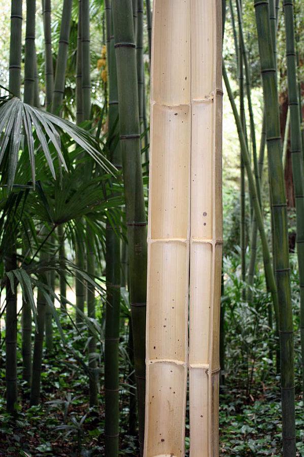 Le bambou, vu autrement