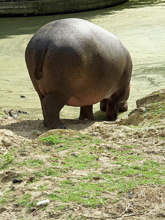 hippo2-1280x768.1244095501.jpg