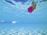 Flowers Floating on Surface of Sea with Tropical Fish Swimming Below