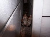 Invit&#233; surprise