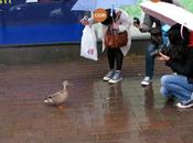 Helsinki sous pluie rime)