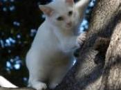 chaton coincé haut d'un arbre mètres sol, images