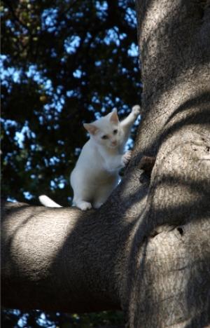 Chat dans un arbre (illustration)