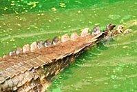 Salade de queue de rat confite