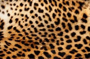 Léopard (illustration)