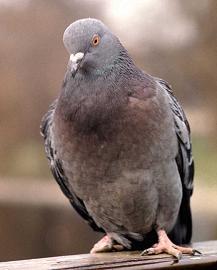Rumeur : Dresseuse de pigeons
