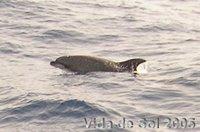 Observer baleines pilotes & dauphins