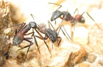 La conquête des fourmis !