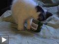 Video: Rosie se coince la tête dans un yogourt + Le regard du chat