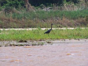 MADAGASCAR 2: descente de la Tsirinbihina en pirogue