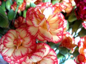 Oeillets_f_te_des_m_res