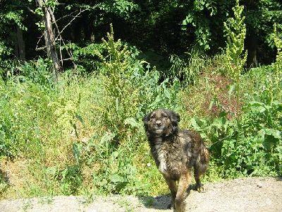 Ici ,leur seul secours naturel:la Foret