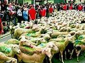 hier lors fete brebis...