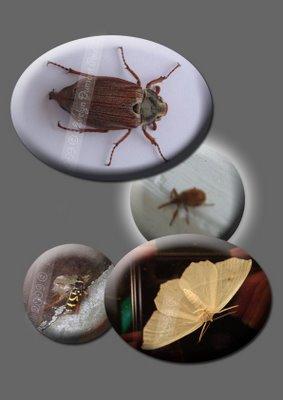 .: Visite d'insectes ! :.