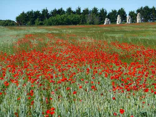 Coquelicots en Ré