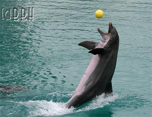 grand dauphin delphinarium Planète Sauvage Port St Père