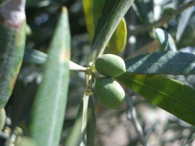 Les olives de Lorenzo