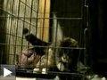 Videos: Un chat s'évade de la cage + le chien sauteur + un hamster fait un parcours d' 