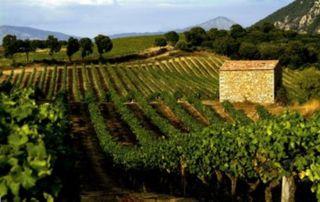 Vignoble_patrimonio