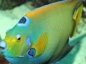 montre dans ventre d'un poisson