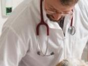 images chien avalé hameçons