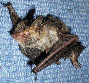 Méfions-Nous Des Contrefaçons.