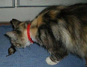 Méfions-Nous Des Contrefaçons.