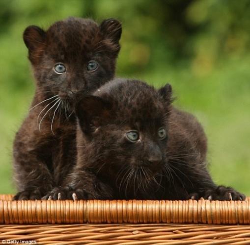 Bébés panthères