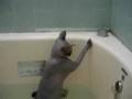 Vidéo chat aime l’eau