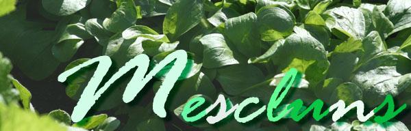 Mesclun